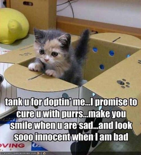 Funny Cats Of The Day Photo Funny Cats Of The Day Photo