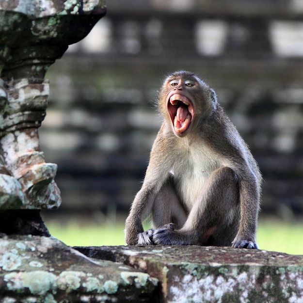 なにやら叫びたい衝動に駆られた動物たち ハムスター速報 Monkey Animals Angkor なにやら叫びたい衝動に駆られた動物たち ハムスター速報 Monkey Animals Angkor