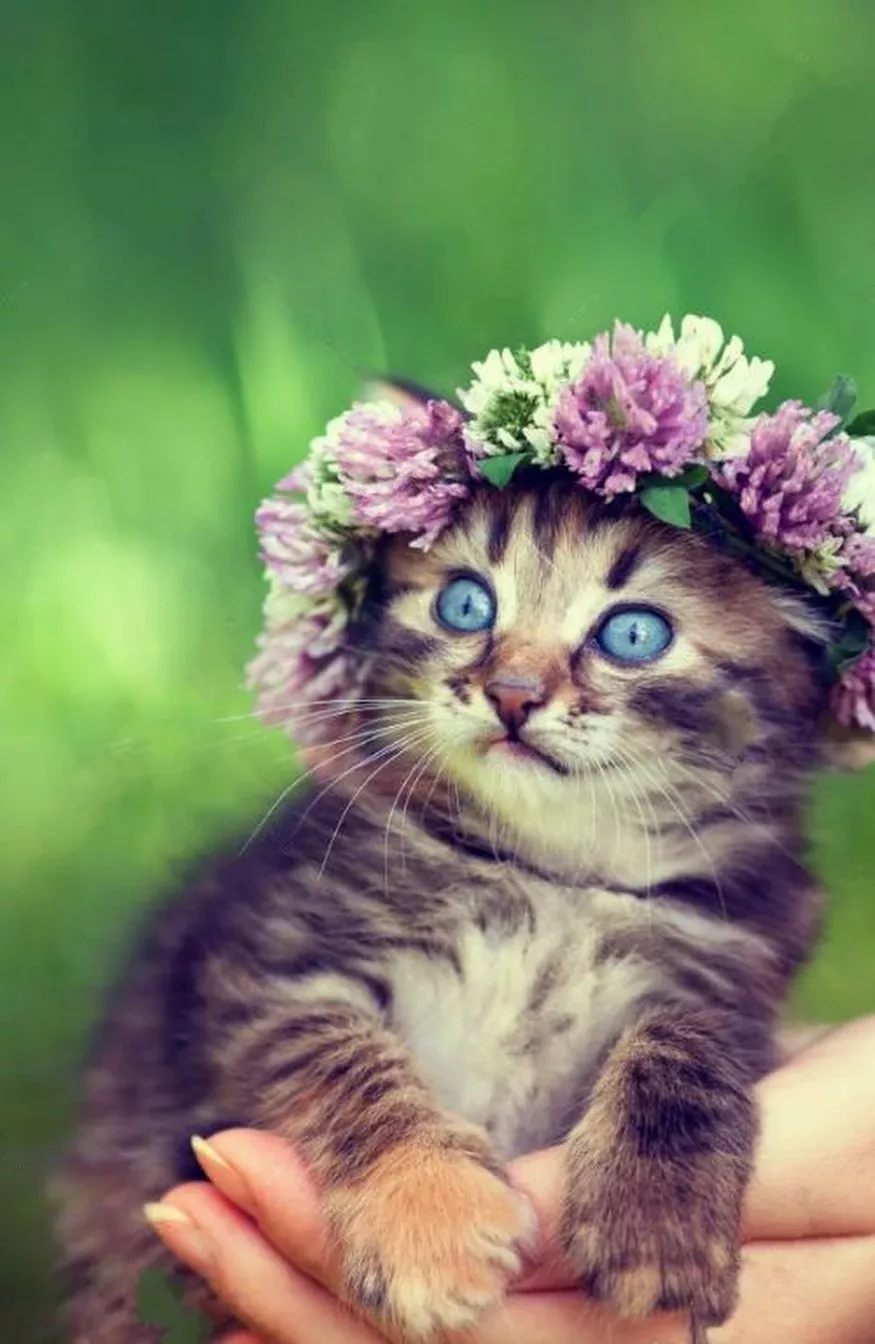 Bonny Beautiful Cats With Flowers Bonny Beautiful Cats With Flowers