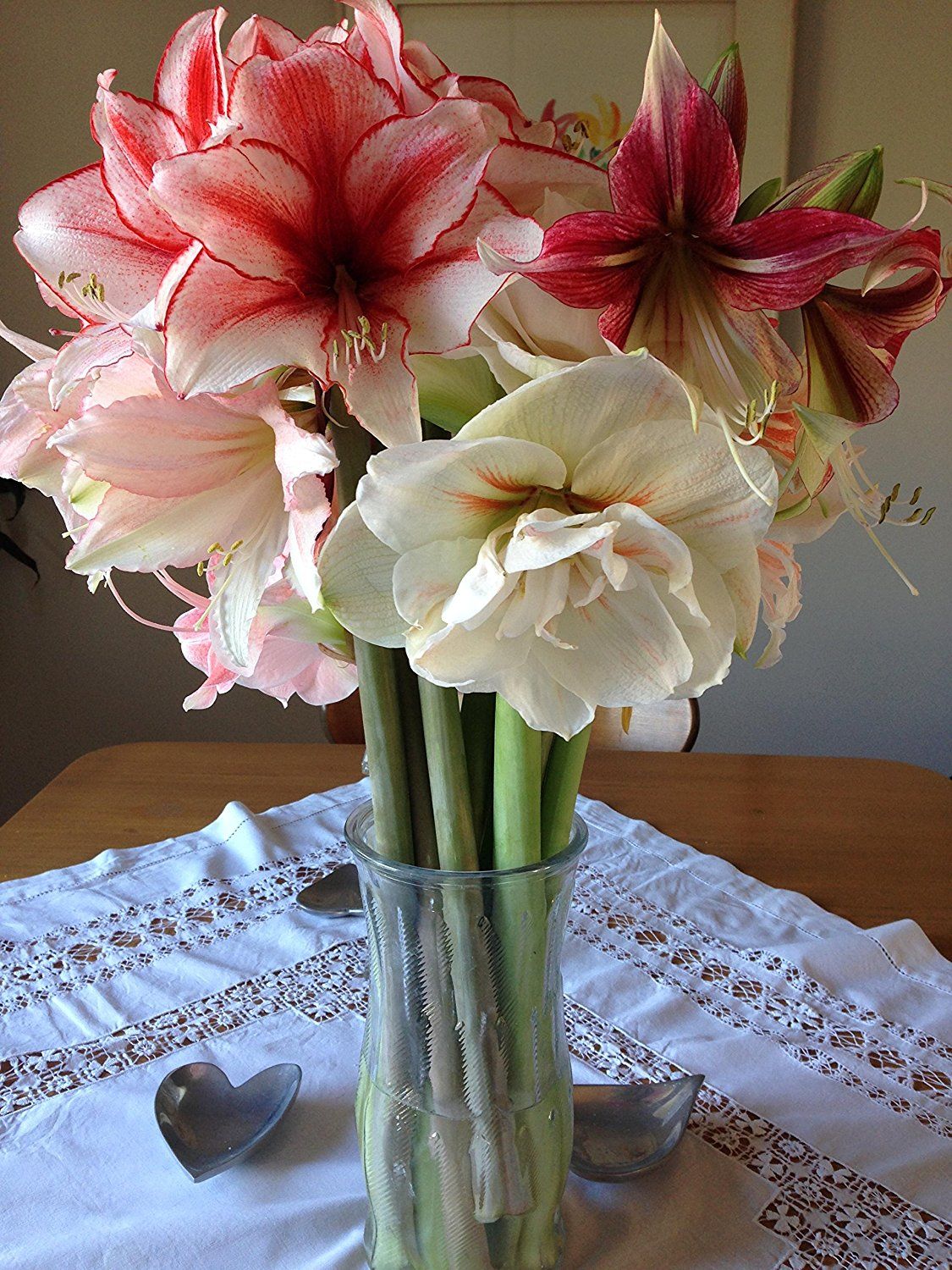 what to do with christmas amaryllis after it blooms