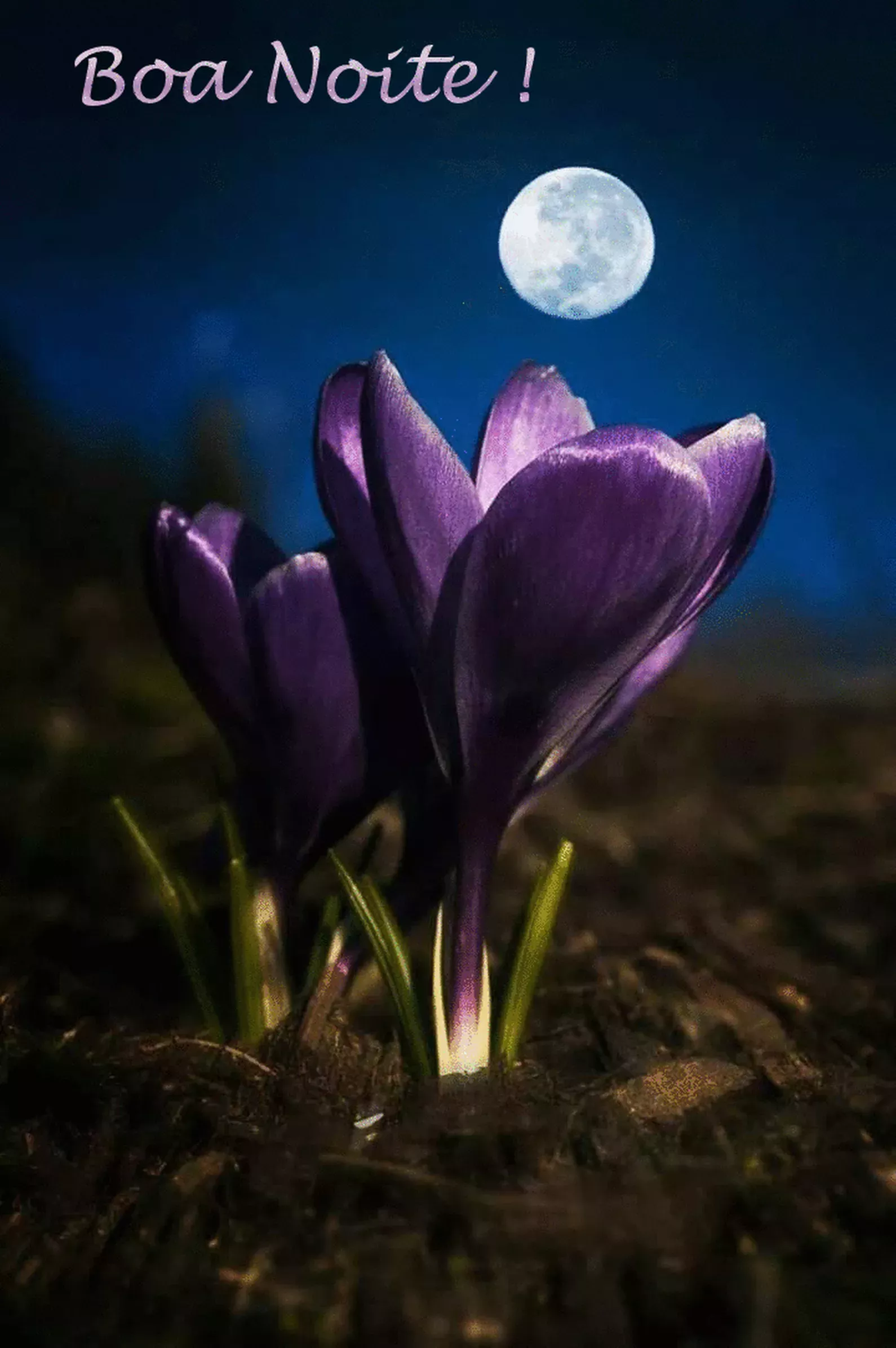 Unforeseen Beautiful Moon Goodnight Unforeseen Beautiful Moon Goodnight