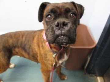 No Longer Listed Oregon Suki Is A 5yo Boxer In Need Of A