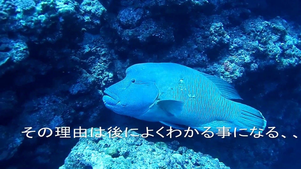 衝撃 恐怖 巨大ナポレオンフィッシュの大喧嘩 沖縄粟国島のダイビング 21 ダイビング 沖縄 ナポレオン 衝撃 恐怖 巨大ナポレオンフィッシュの大喧嘩 沖縄粟国島のダイビング 21 ダイビング 沖縄 ナポレオン