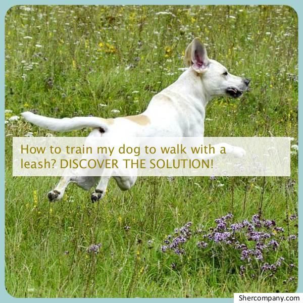 Learn About Dog Body Language Check Out The Pic For Various Dog