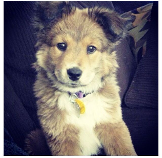 Border Collie And German Shepard Mix With Images Golden