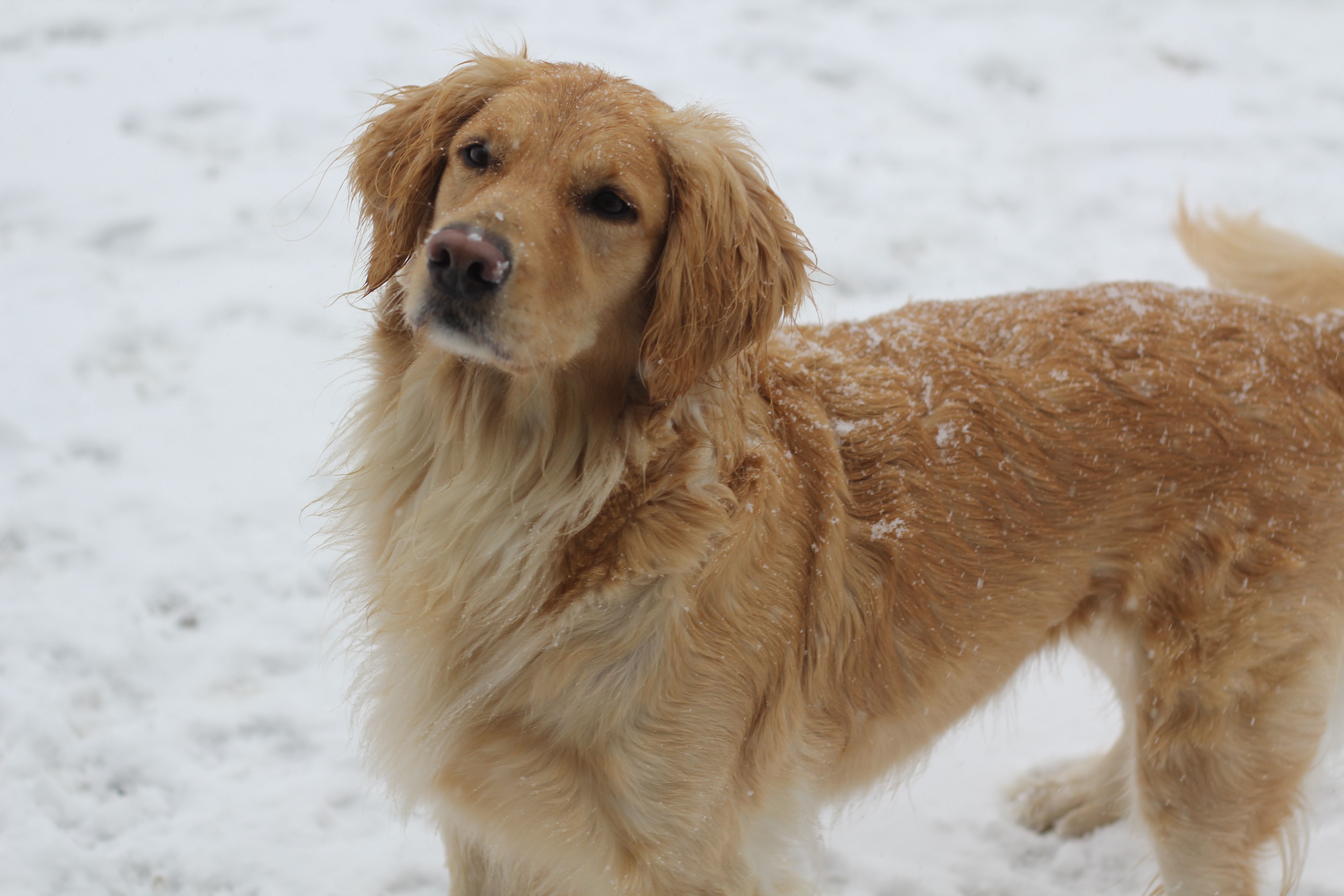 Jazzy She Is Such A Beautiful Golden Retriever She Loves The