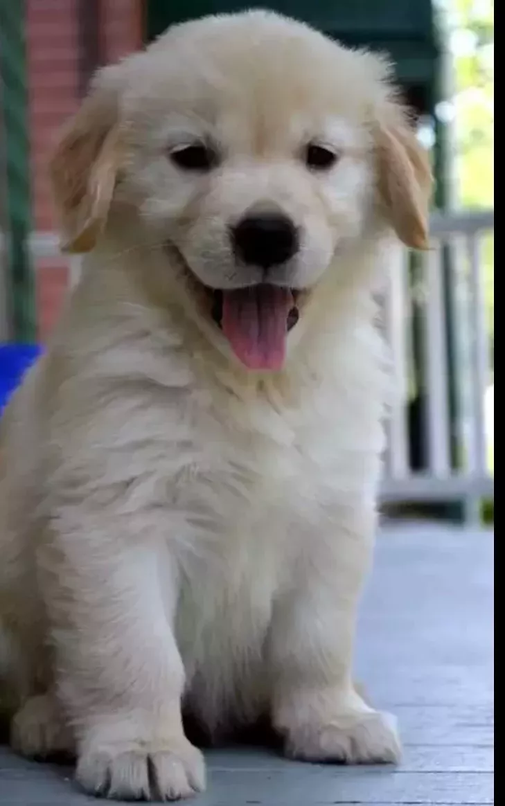 Awesome Beautiful Dog Pictures Awesome Beautiful Dog Pictures