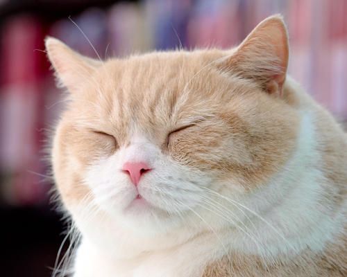 香港尖東忌廉哥 網路紅貓名字超霸氣 Animals Cats Interesting Things 香港尖東忌廉哥 網路紅貓名字超霸氣 Animals Cats Interesting Things