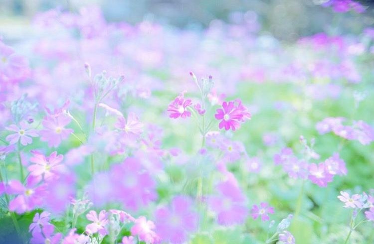 ライラックブルーム ラベンダー畑 花の写真 ラベンダー ライラックブルーム ラベンダー畑 花の写真 ラベンダー