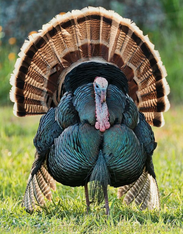 "Wild Turkey Portrait" Animals beautiful, Pet birds, Wild turkey