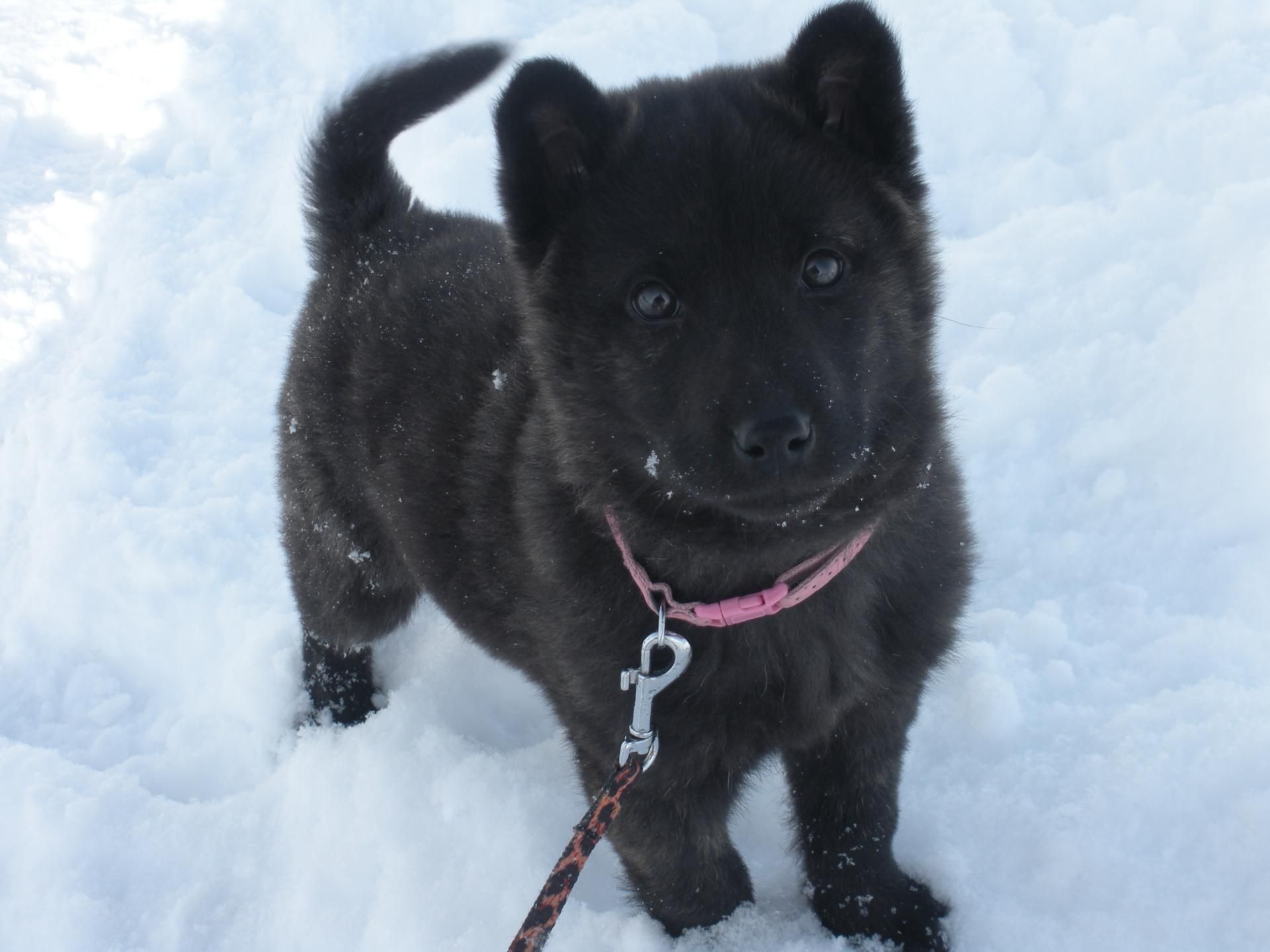 甲斐犬 空 淋しいおさかなの 日々雑感 甲斐犬と北国と 犬 動物園 ねこ 甲斐犬 空 淋しいおさかなの 日々雑感 甲斐犬と北国と 犬 動物園 ねこ