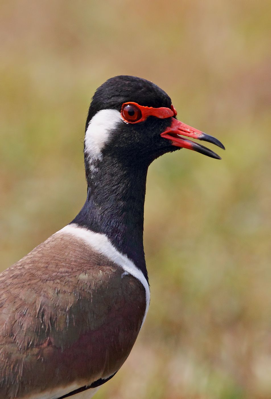 What is a lapwing bird