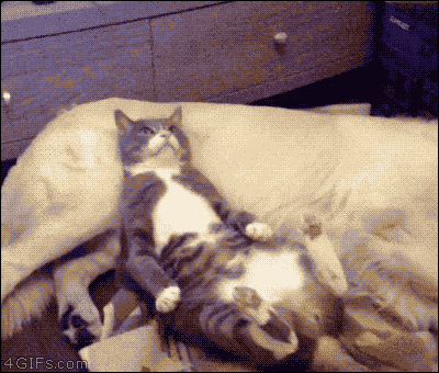 ネコを襲った思わぬ悲劇18選. Humour AnimauxAnimaux Trop MignonChat MignonAnimaux Rigolo Drole