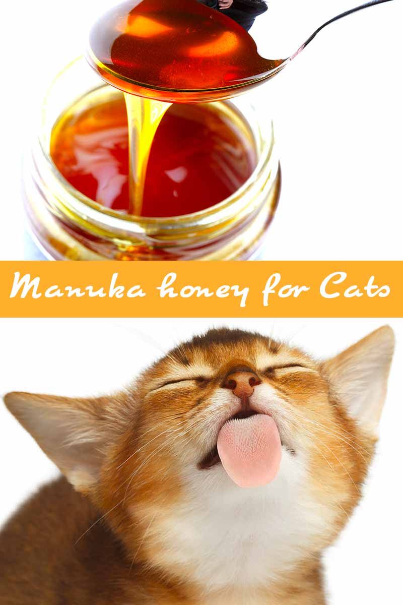 Manuka Honey For Cats Does It Really Work Cat Care Cat Health Cat Health Care