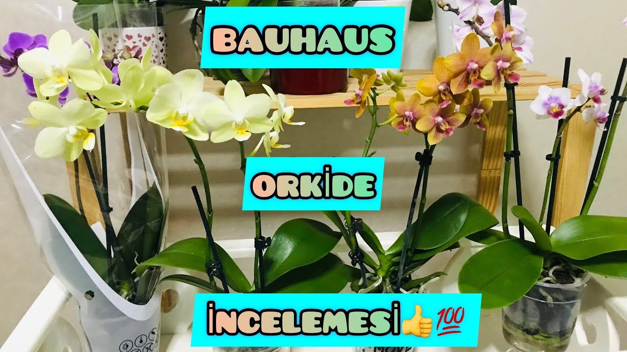 Bauhaus Dan Alinan Orkide Incelemesi Cekilise Katil Bauhaus Plants Dan