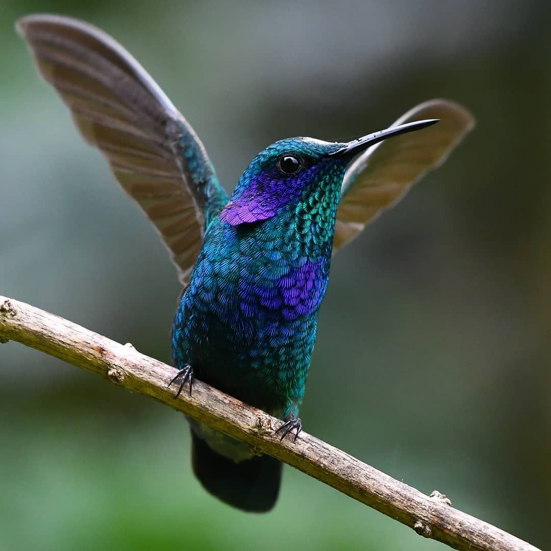 Mexican Violetear Unique Pets Unique Animals Cute Animals Humming Mexican Violetear Unique Pets Unique Animals Cute Animals Humming