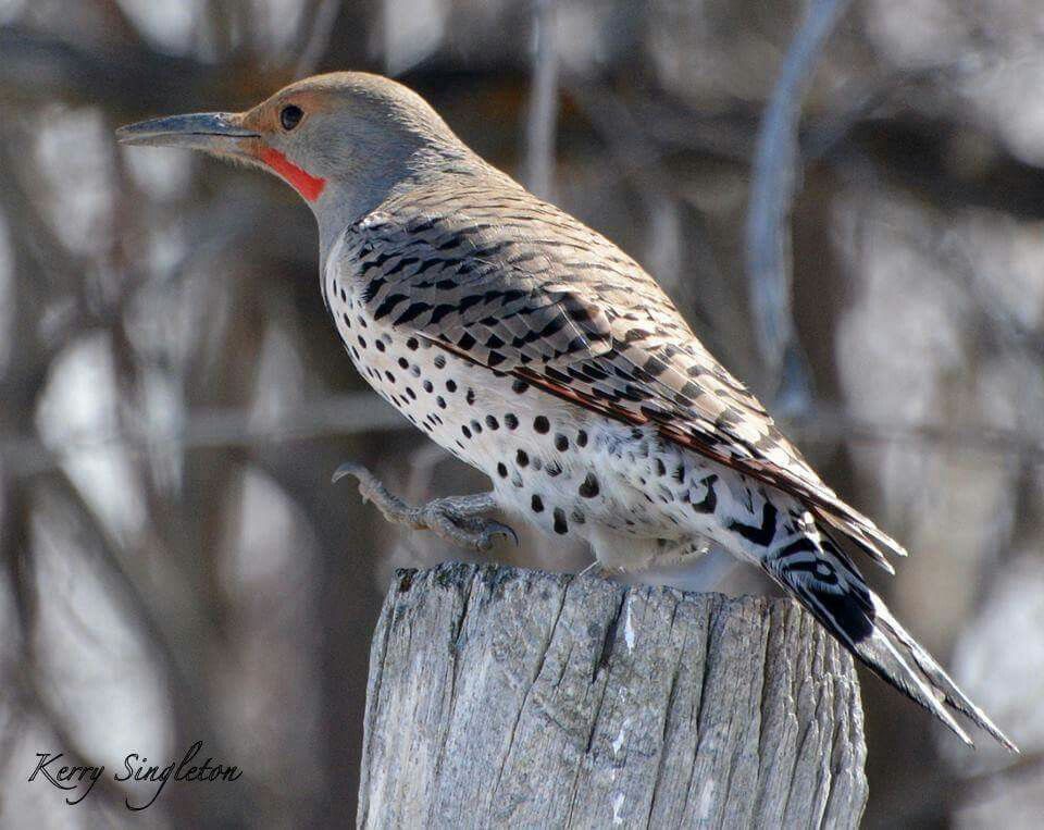 flicker images flicker images