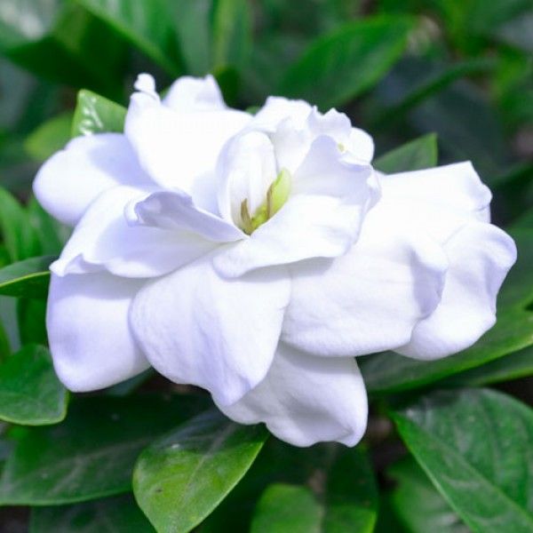 Gardenia Professor Pucci Plants Evergreen Shrubs Australian