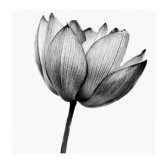 Siyah Beyaz Tablolar Black And White Flowers Flower Canvas Background Remover