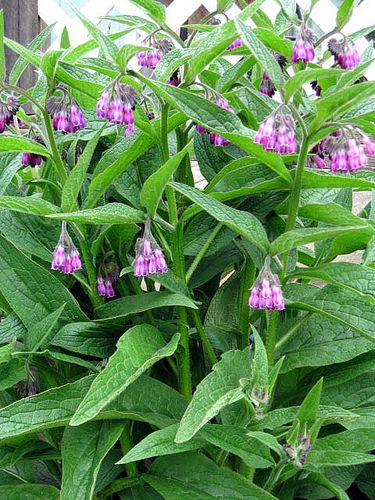 comfrey poultices bone mending magick plants medicinal plants comfrey plant