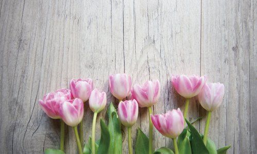 Tulip チューリップ 花言葉 誕生花 誕生花 花 意味 花言葉 Tulip チューリップ 花言葉 誕生花 誕生花 花 意味 花言葉