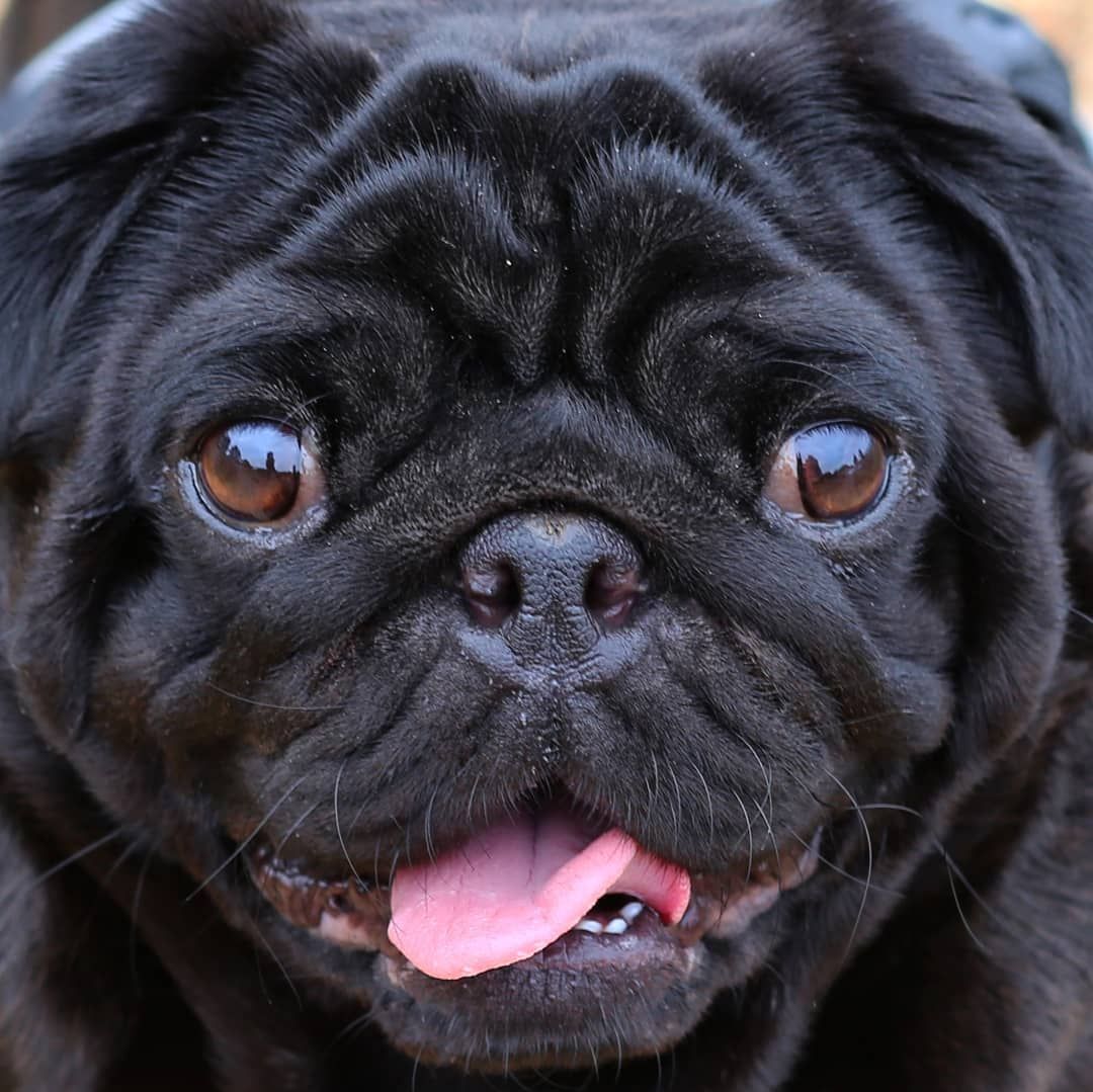Blackface Blackpug Pug Pugdog Pugs Petportrait