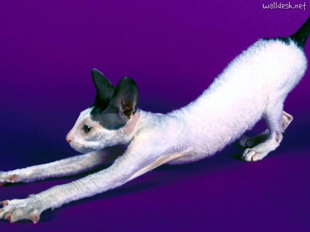 Cornish rex cornish rex cornish rex cat rex cat