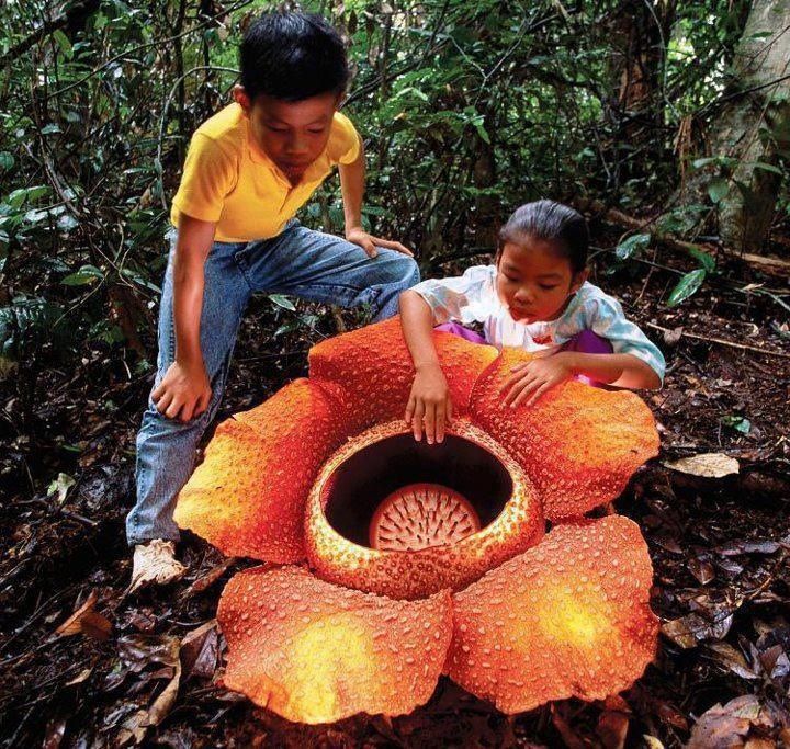 Flor-Cadáver – Rafflesia arnoldii Essa espécie pode ser encontrada nas florestas da Indonésia e alcançar mais de 1 metro de largura. Como não tem raízes, folhas e caule, precisa da videira Tetrastigma para sobreviver, que lhe dá toda a alimentação e suporte necessários. Isto é, essa linda e exótica flor é uma parasita. Recebe esse nome por liberar um odor parecido com o de carne podre. Strange Flowers, Unusual Flowers, Unusual Plants, Rare Flowers, Rare Plants, Exotic Plants, Amazing Flowers, Beautiful Flowers, Giant Flowers