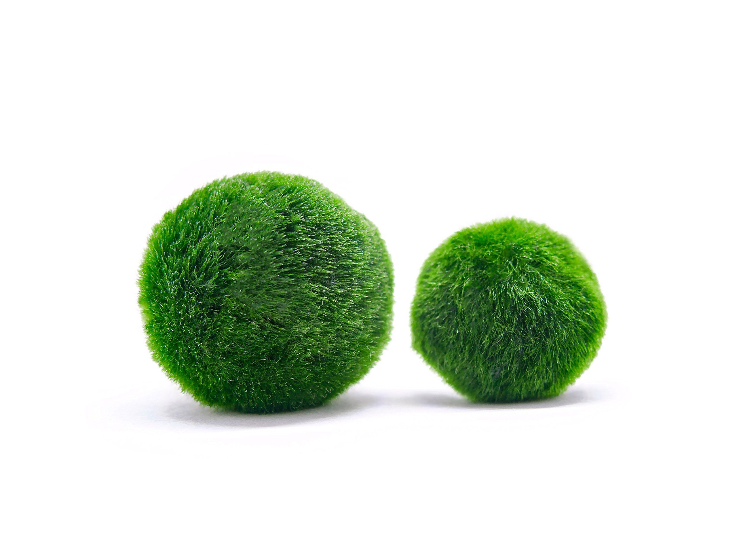 Aquatic Arts Marimo Aquarium Kit Aquatic Arts Marimo Aquarium Kit