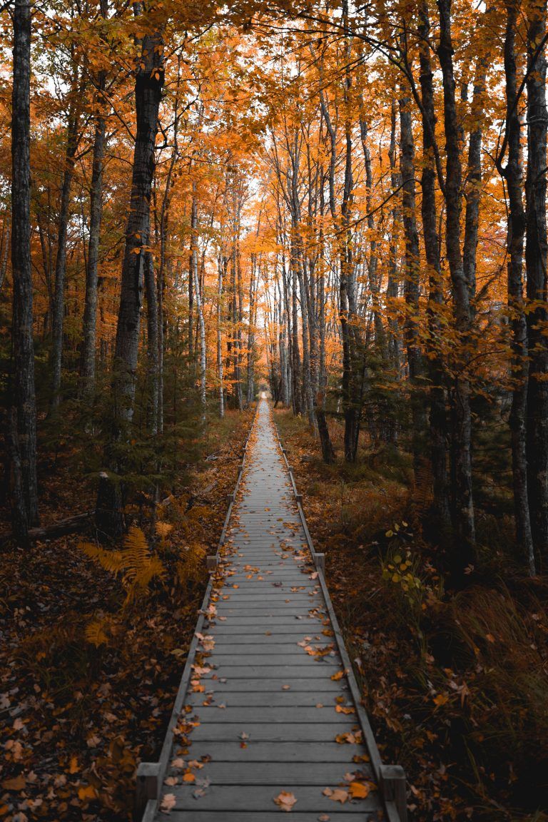 Stunning Fall Photos from Acadia National Park Landscape Photography Tips, Autumn Photography, Landscape Photos, Camping Photography, Guitar Photography, Park Photography, Fall Photos, Nature Photos, Fall Pictures