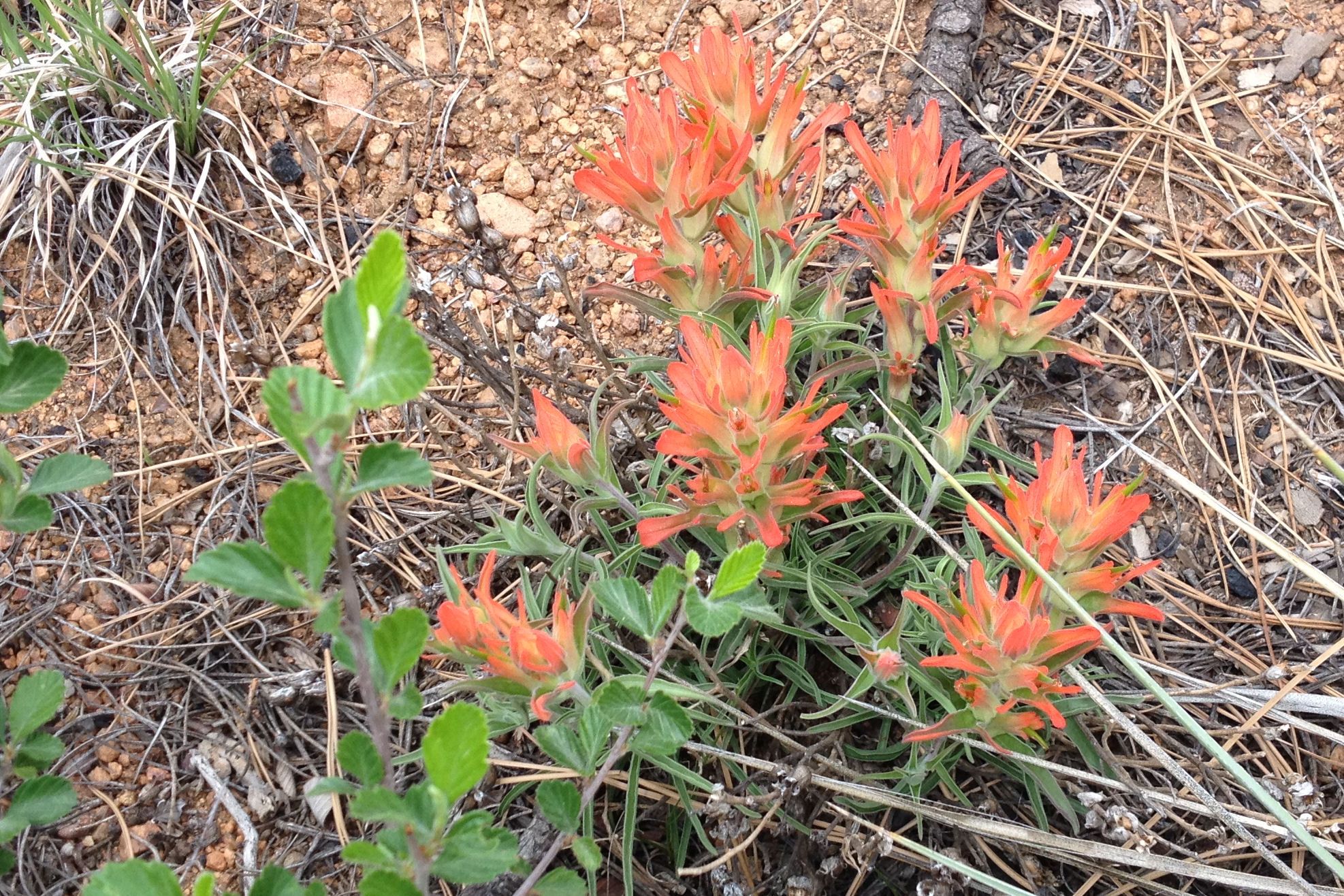 indian paintbrush silk flowers indian paintbrush silk flowers