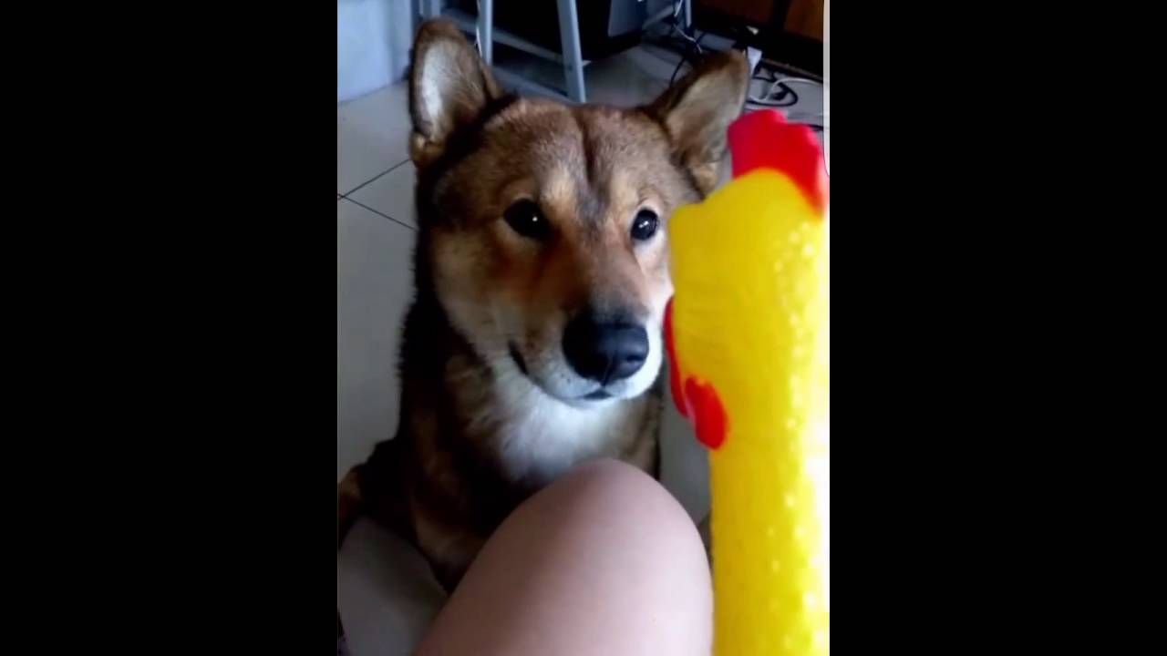 Watch This Rubber Chicken Sing Despacito And Rethink Your Own Achievements Huffpost Rubber Chicken Parody Songs Chicken Song