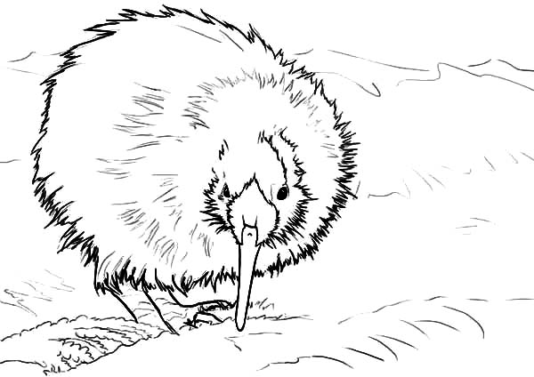 New Zealand Kiwi Bird Coloring Pages Download Print Online Coloring