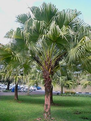 New The 10 Best Garden Ideas Today With Pictures Few Days Of Hot Weather And Plants Are Filling Out Amazing Gardens Tropical Landscaping Tropical Garden