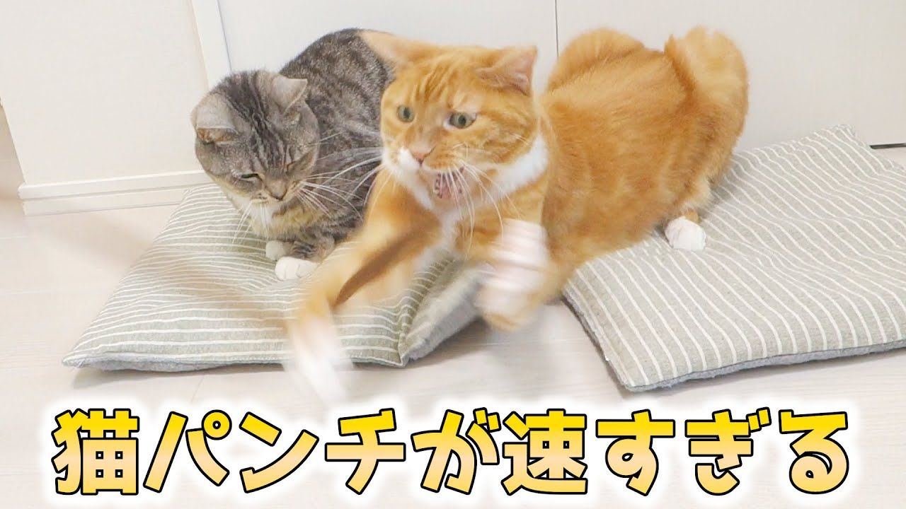 この猫のパンチは速くて重い キレキレの猫パンチを連発する猫 猫 かわいい Youtube 猫パンチ 猫 かわいい この猫のパンチは速くて重い キレキレの猫パンチを連発する猫 猫 かわいい Youtube 猫パンチ 猫 かわいい
