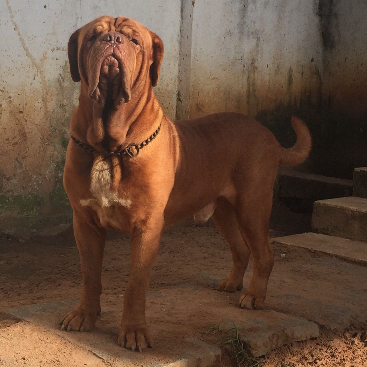 Dogue De Bordeaux Bordeaux Mastiff French Mastiff Bordeauxdog Bordeaux Dog French Mastiff Mastiffs