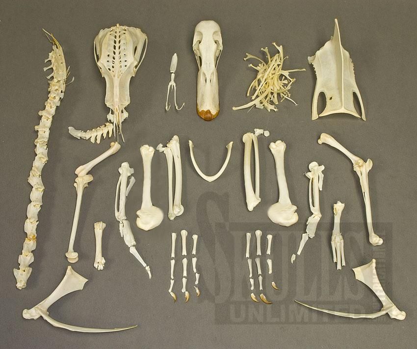 Deconstructed Duck Skeleton Hair Accessories Bobby Pins Duck Deconstructed Duck Skeleton Hair Accessories Bobby Pins Duck