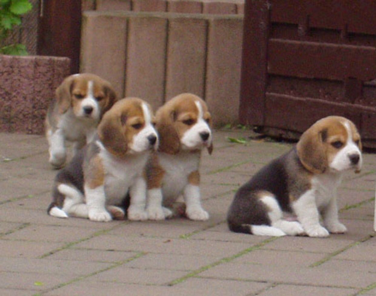 You Guys Stay Behind Me I Ll Handle This Baby Beagle Beagle Puppy Dog Breeds You Guys Stay Behind Me I Ll Handle This Baby Beagle Beagle Puppy Dog Breeds