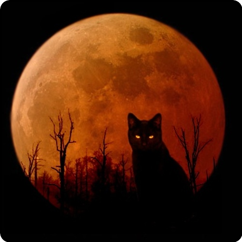 Harvest Moon Art De Chat Noir Chat Halloween Creations D Halloween Harvest Moon Art De Chat Noir Chat Halloween Creations D Halloween