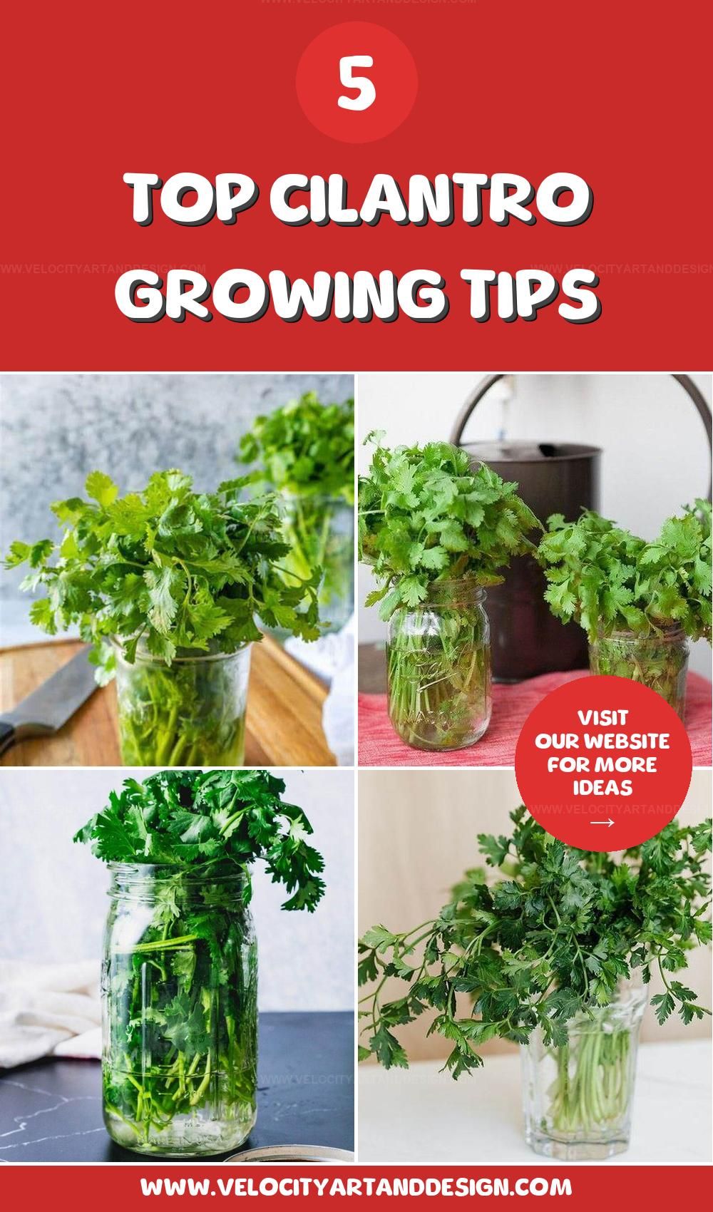 Top Tips to Grow Cilantro in Water for an Endless Supply
