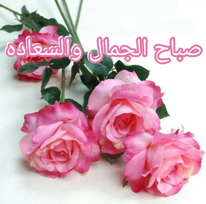 صباح الجمال والسعاده Fake Flowers Flowers Photography Flowers
