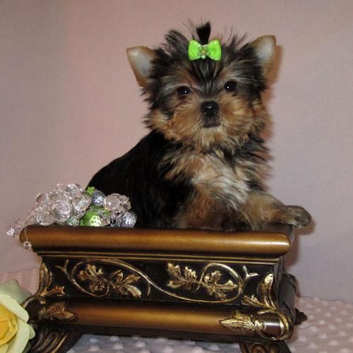 Awe So Adorable With Images Cute Animals Yorkie Lovers Yorkie
