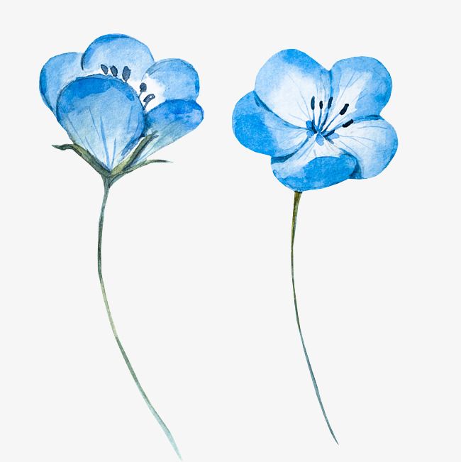 Watercolor Flower Light Blue Vector Light Vector Blue Vector Watercolor Vector Flowers Vec Watercolor Flower Vector Watercolor Flowers Paintings Flower Drawing Watercolor Flower Light Blue Vector Light Vector Blue Vector Watercolor Vector Flowers Vec Watercolor Flower Vector Watercolor Flowers Paintings Flower Drawing