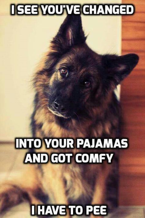 Seeing Eyes Dog German Sheppard Seeing Eyes Dog German Sheppard