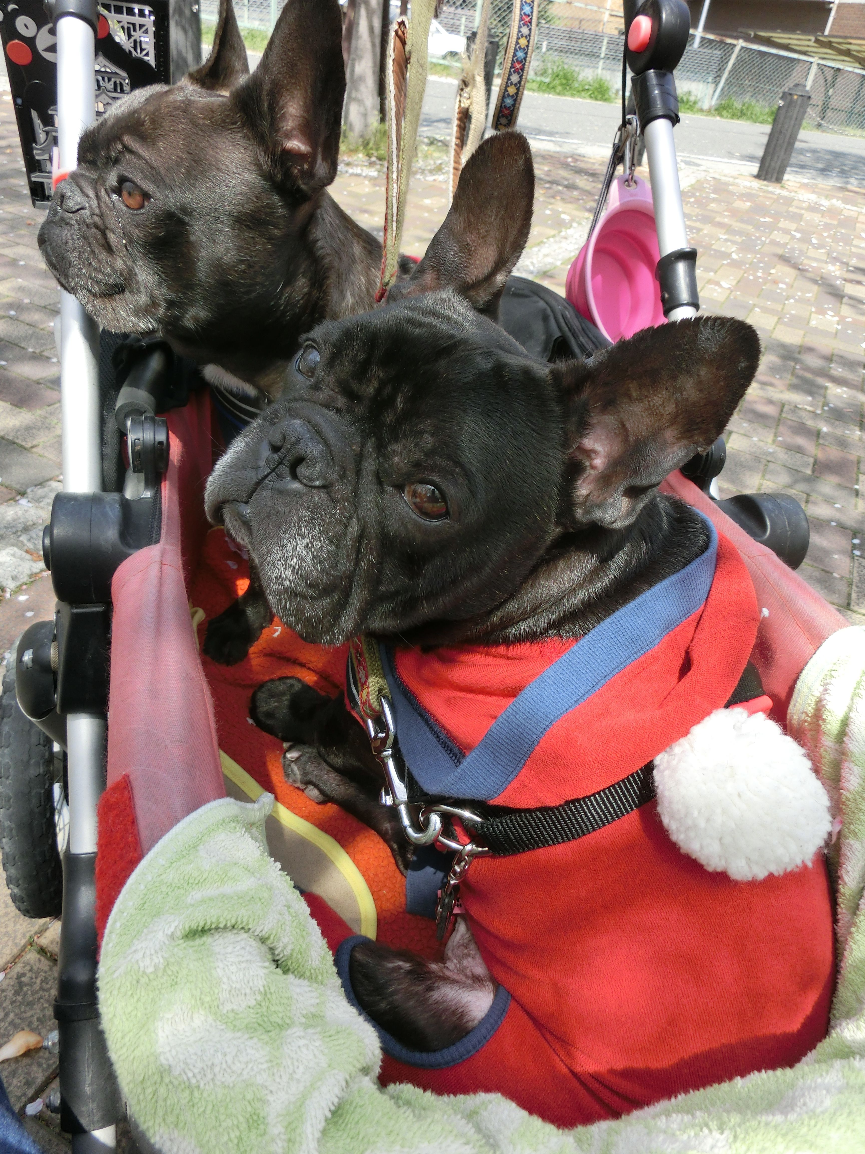 Please carry. French bulldog Bulldog, French bulldog, Pets