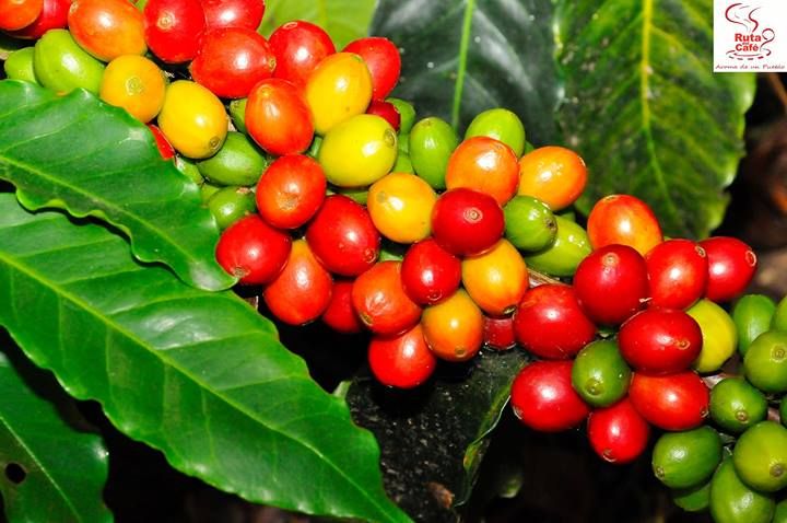 mata de café the best of isla del encanto puerto rico pinterest