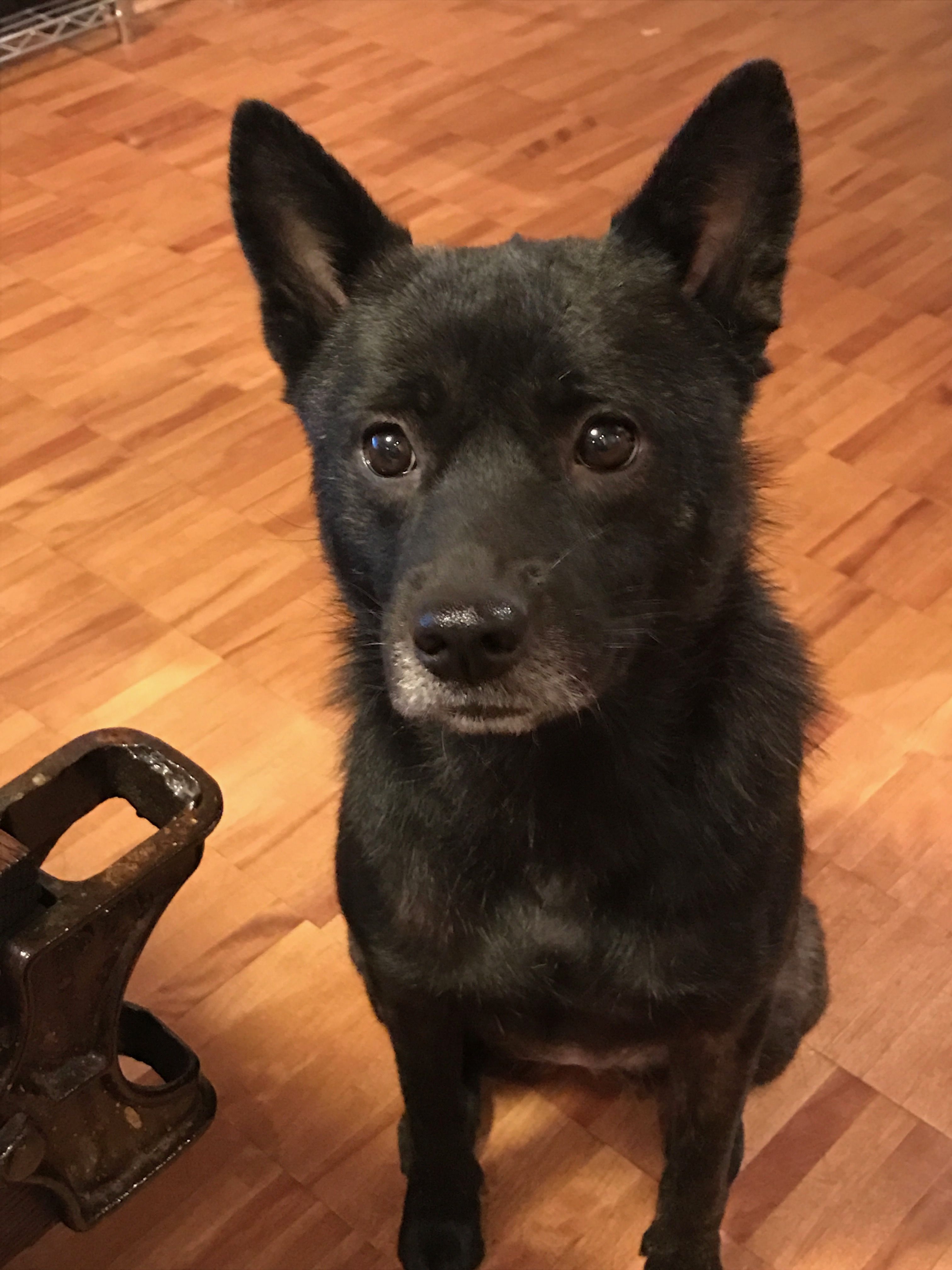 甲斐犬 のアイデア 17 件 犬 柴犬 動物 甲斐犬 のアイデア 17 件 犬 柴犬 動物