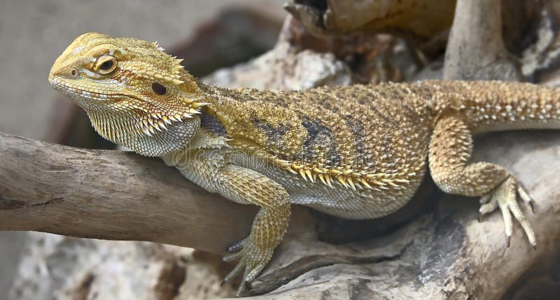 images Latin Name For Bearded Dragon pinterest