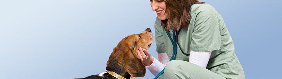 Odie Rolls Out Nationwide Innovative Pet Insurance Plans Worry Free Pet Insurance For Non Human F In 2020 Medical Prescription Pet Health Insurance Chiropractic Care