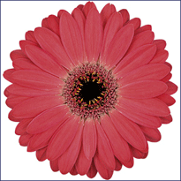 DIGITAL Version Trace and Cut File for DIY Giant Paper Flower Paper Flowers PDF Petal #97 Paper Flower Template with Base